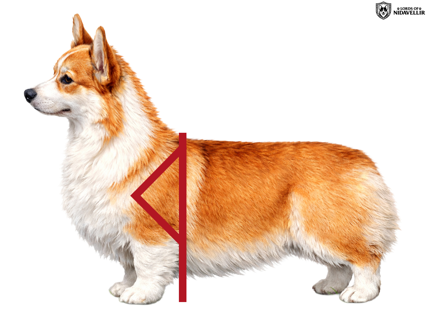 Prawidłowe ustawienie kończyny przedniej – łopatka i ramię